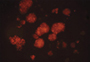 CytoSelect™ 24-Well Anoikis Assay